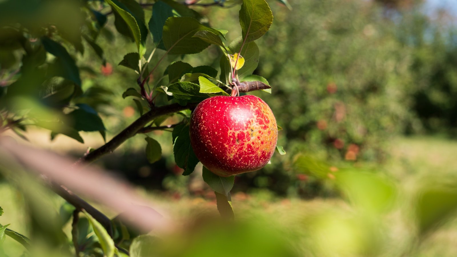 Apple orchard recognition scenario